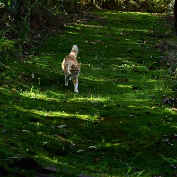 Viagem Fotográfica para Campos do Jordão/SP (Serra da Mantiqueira).